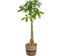 Pachira aquatica avec panier naturel - Hauteur : 120-140cm - Ø24cm - Arbre à