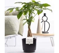 Pachira aquatica dans un pot en céramique de 12cm de diamètre, 45cm de haut, «