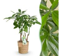 Pachira Aquatica multi tiges - Arbre à argent - Peu d'entretien - avec panier - Vert - 50-55cm - Ø17cm - Plante d'intérieur - Vert persistant