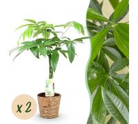 Pachira Aquatica tronc tressé - Arbre à argent - Peu d'entretien - avec panier - Vert - 2 Plantes - 60-70cm - Ø17cm - Plante d'intérieur - Vert persistant