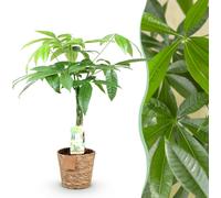 Pachira Aquatica tronc tressé - Arbre à argent - Peu d'entretien - avec panier - Vert - 60-70cm - Ø17cm - Plante d'intérieur - Vert persistant