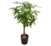 Pachira Aquatica y compris elho Greenville Rond noir - 125-140cm - Ø30cm - Plante d'intérieur - Ensemble complet - Plante avec pot