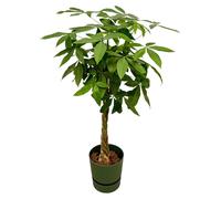 Pachira Aquatica y compris elho Greenville Round green - 150-160cm - Ø30cm - Plante d'intérieur - Ensemble complet - Plante avec pot