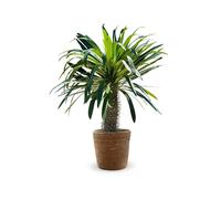 Pachypodium lamerei avec panier en jonc de mer - palmier de madagascar - ↕ 80-90 cm - ⌀ 22 cm - cactus et plantes grasses