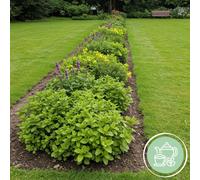Pack de bordure - Herbes pour tisane - 24 plantes vivaces - 3 m² - Couleurs variées - Entretien minimal - 20-50cm - Ø11cm - Plante de jardin