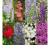 Pack de bordure - Parfumé - 24 plantes vivaces - 3 m² - Couleurs variées - Peu d'entretien - 20-50cm - Ø11cm - Plante de jardin