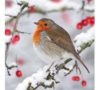 Pack of 6 Robin & Berries Charity Christmas Cards Supports Multiple Charities