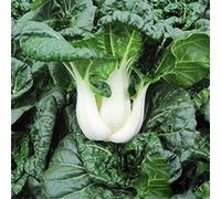 Pak Choi Bok Choy chinois Chou Graines saines Bio Graines de légumes pour Home Garden, High Yield facile à cultiver 100 graines, Bok choy A5, As Show in Description