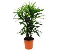 Palmier à boutures - Rhapis excelsa - Palmier bambou - pot 21cm - hauteur 80-100cm