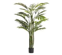 Palmier Areca 110 x 110 x 190 cm