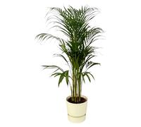 Palmier Areca dont elho Greenville Rond blanc - 100-110cm - Ø21cm - Plante d'intérieur - Ensemble complet - Plante avec pot