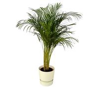Palmier Areca dont elho Greenville Rond blanc - 120-130cm - Ø24cm - Plante d'intérieur - Ensemble complet - Plante avec pot