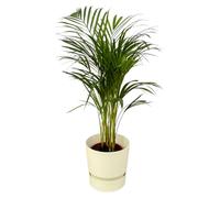 Palmier Areca dont elho Greenville Rond blanc - 60-70cm - Ø19cm - Plante d'intérieur - Ensemble complet - Plante avec pot