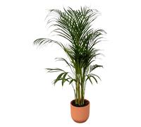 Palmier Areca dont elho Vibes Pliage Rond rose - 100-110cm - Ø21cm - Plante d'intérieur - Ensemble complet - Plante avec pot