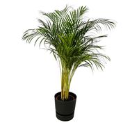 Palmier Areca, y compris elho Greenville Rond noir - 120-130cm - Ø24cm - Plante d'intérieur - Ensemble complet - Plante avec pot
