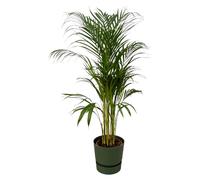 Palmier Areca, y compris elho Greenville Vert rond - 100-110cm - Ø21cm - Plante d'intérieur - Ensemble complet - Plante avec pot
