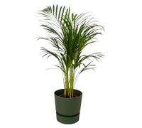 Palmier Areca, y compris elho Greenville Vert rond - 75-85cm - Ø19cm - Plante d'intérieur - Ensemble complet - Plante avec pot