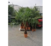 Palmier chanvre de Chine 160-180 cm Trachycarpus fortunei