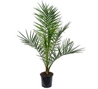 Palmier dattier des canaries | Phoenix Canariensis | Plante exotique d'extérieur Pot 15 cm