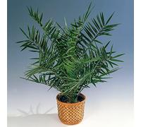 Palmier dattier des canaries | Phoenix Canariensis | Plante exotique d'extérieur Pot 15 cm