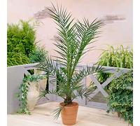 Palmier dattier des canaries | Phoenix Canariensis | Plante exotique d'extérieur Pot 19 cm
