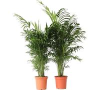 Palmier de salon - Set de 2 - Chamaedorea elegans - Hauteur 80-90cm - ⌀20cm