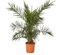 Palmier des Canaries ? Phoenix canariensis 100/120cm Pot 5L