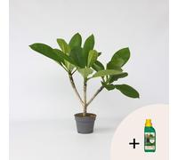 Palmier d'Hawaï + engrais – Plumeria rubra – Arbre des temples – Hauteur 45–55 cm – Ø 17 cm – Plante frangipanier parfumée – Plante d'intérieur tropicale avec 500 ml d'engrais liquide Pokon