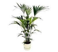 Palmier Kentia avec pot Elho Greenville - Hauteur : 160 cm - Diamètre : 30 cm