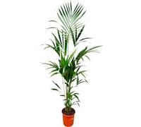 Palmier Kentia (Howea forsteriana) - 180cm de haut, Ø24cm - Élégant palmier