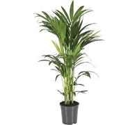 Palmier Kentia (Howea Forsteriana) - Ø21cm - Ø100cm - Palmier d'intérieur