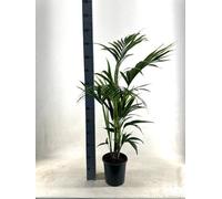 Palmier Kentia (Howea forsteriana) Ø21cm, hauteur 110cm, facile d'entretien et