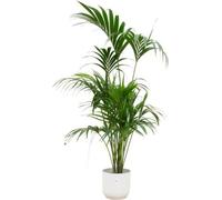 Palmier Kentia - Howea forsteriana - Plante d'intérieur - 180cm de haut