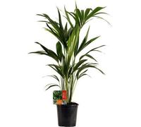 Palmier Kentia (Howea Forsteriana) - Plante d'intérieur - Ø19cm - 100cm de haut