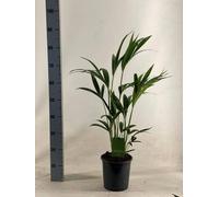 Palmier Kentia - Howea Forsteriana - Plante d'intérieur - Ø19cm - Ø90cm - Un