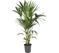 Palmier Kentia (Howea Forsteriana) - Plante d'intérieur - Ø21cm, 120cm