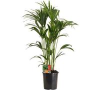 Palmier Kentia (Howea Forsteriana) - Plante d'intérieur - Ø24cm, 120cm - Facile