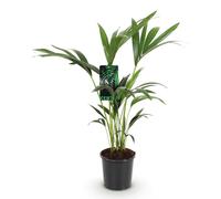 Palmier Kentia (Howea Forsteriana) pour intérieur