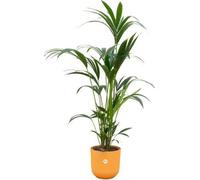 Palmier Kentia - Kentia de Forster - Plante d'intérieur - 160cm de haut
