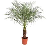 Palmier nain Phoenix roebelenii, 150cm de haut, Ø27cm, palmier exotique