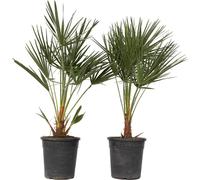 Palmier nain - Set de 2 - Chamaerops humilis - Hauteur 70-80cm - ⌀21cm
