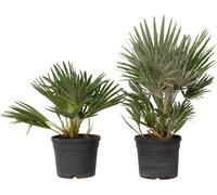 Palmier nain - Set de 2 - Chamaerops 'Vulcano' - Hauteur 35-45cm - ⌀19cm