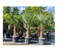 Palmier - Trachycarpus Fortunei - Palmier en éventail de Chine - Palmier à chanvre - 140-160 cm Pot compris - Hauteur du tronc 30-40