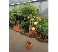 Pamplemousse 160-180 cm Fruits + fleurs Citrus paradisi Pompelmo