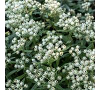 Panier de perles Anaphalis triplinervis - 12 plants - Plante argentée - Fleurs