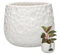 Panier en osier - KOTARBAU - Cache-pot rond - Ø 38 cm - H 31 cm - Avec anse - Intérieur/extérieur