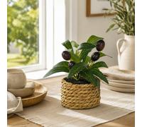 Panier tressé à la main avec petit olivier artificiel en pot, style bohème et ferme, décoration d'intérieur, convient pour le bureau, le bureau à domicile, la cuisine bonsaï d'olivierPolystyrène