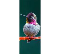 Panneau mural douche en alu-composite VIPANEL - Inspiration Nature Décor Colibri - Finition Brillant - 100x255cm
