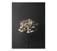 Paper Collective Still Life 04 Hydrangea poster 30 x 40 cm