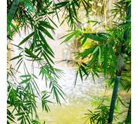 Papier peint photo 363364 Motif floral 212 x 265 cm Rasch Magic Walls Vert
